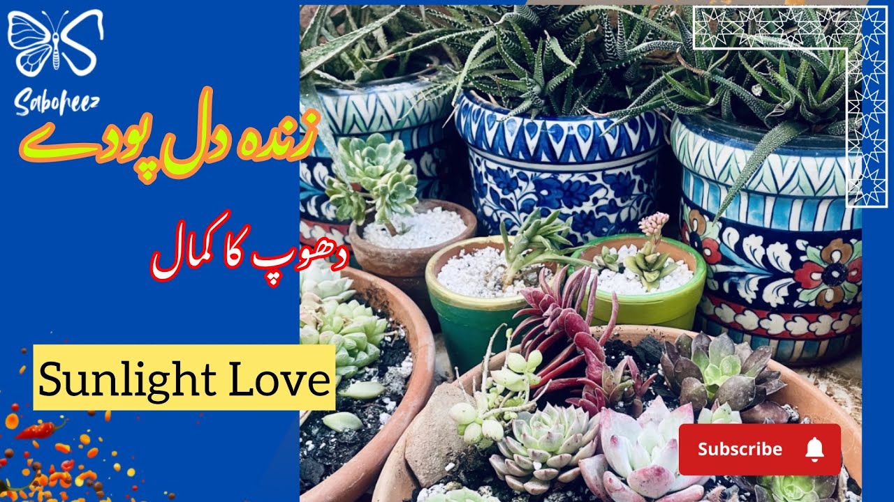 Succulents & Air Plants Update| Tillandsia Care in Sunlight| Winter to Spring Growth| Sunlight Magic