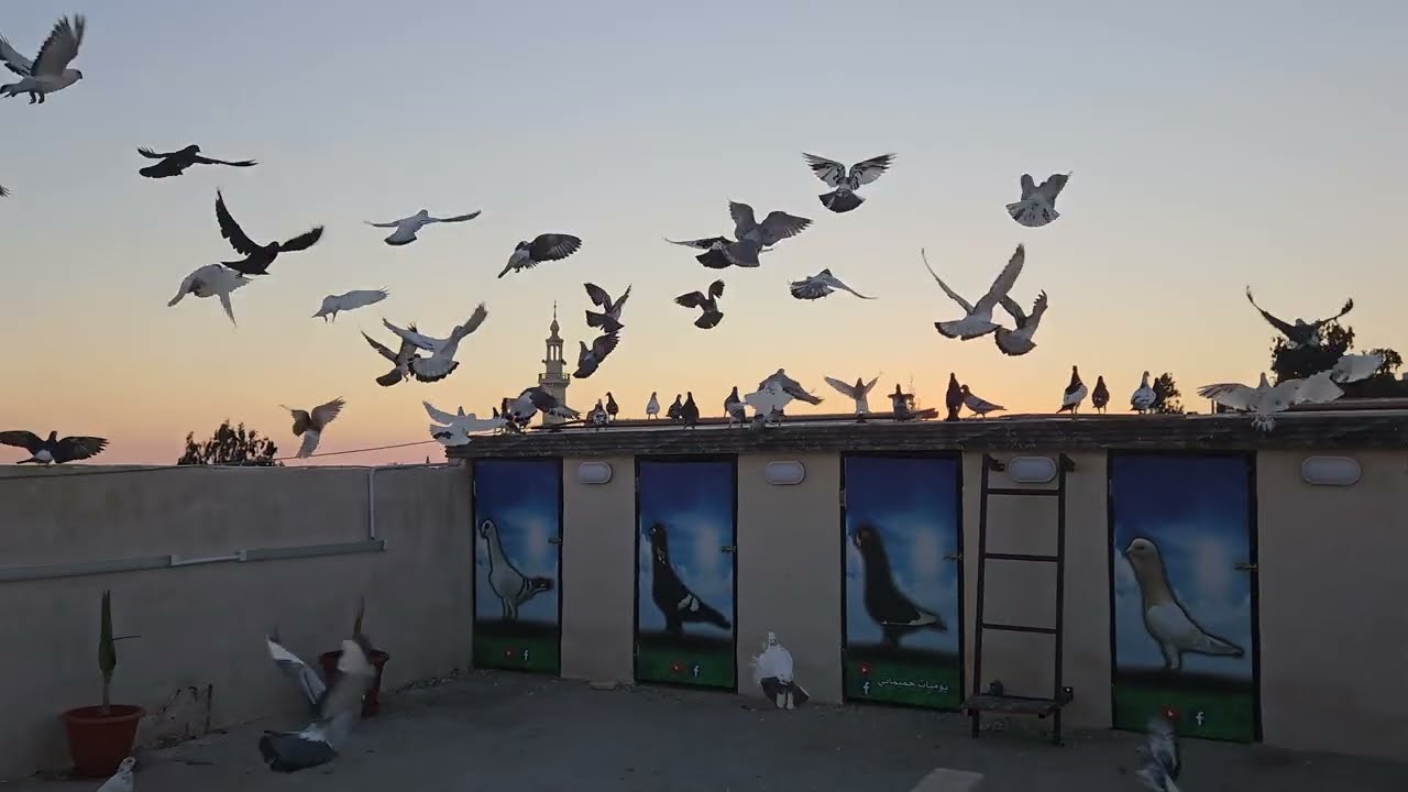 اول يوم للحمام الجديد مع حمام الموعد 😱