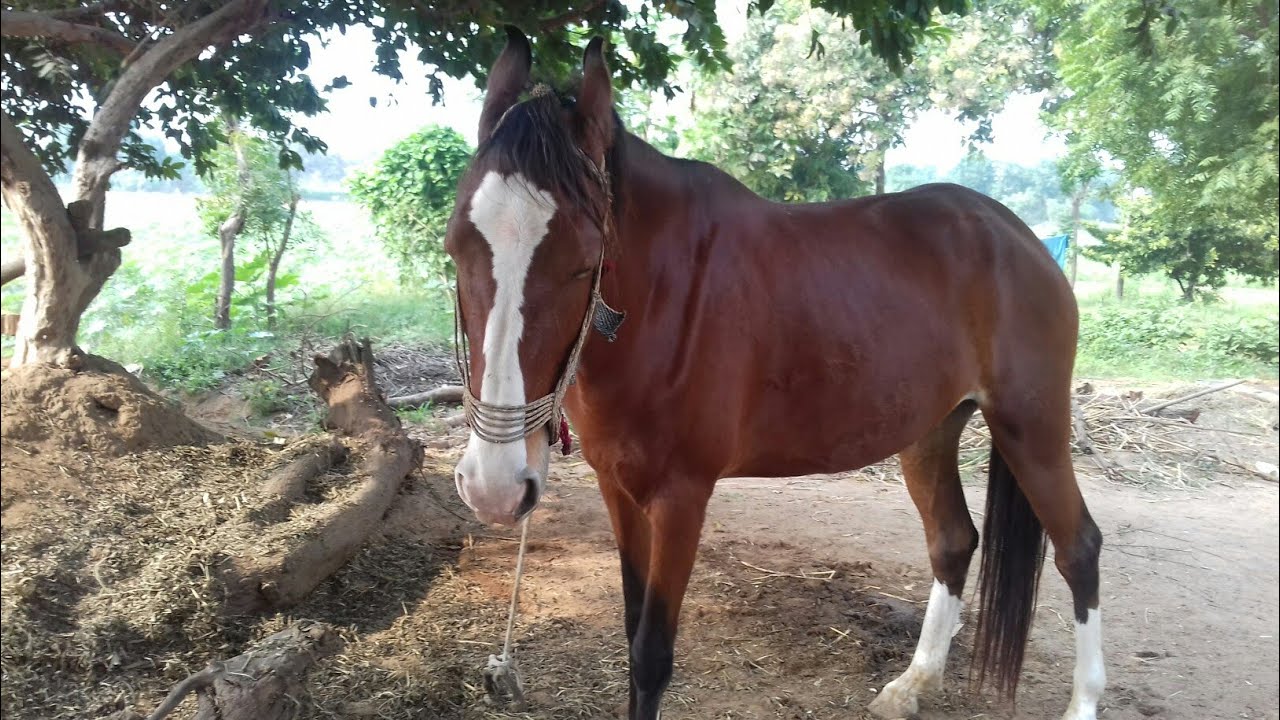 HORSE KI RACE JORDAR YouTube