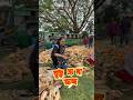 গাছের ছায়ায় বসে ফসল তোলার কাজ #youtubeshorts #village #villagelife #agriculture #corn #enjoying