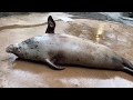 Meet The Harbor Seals