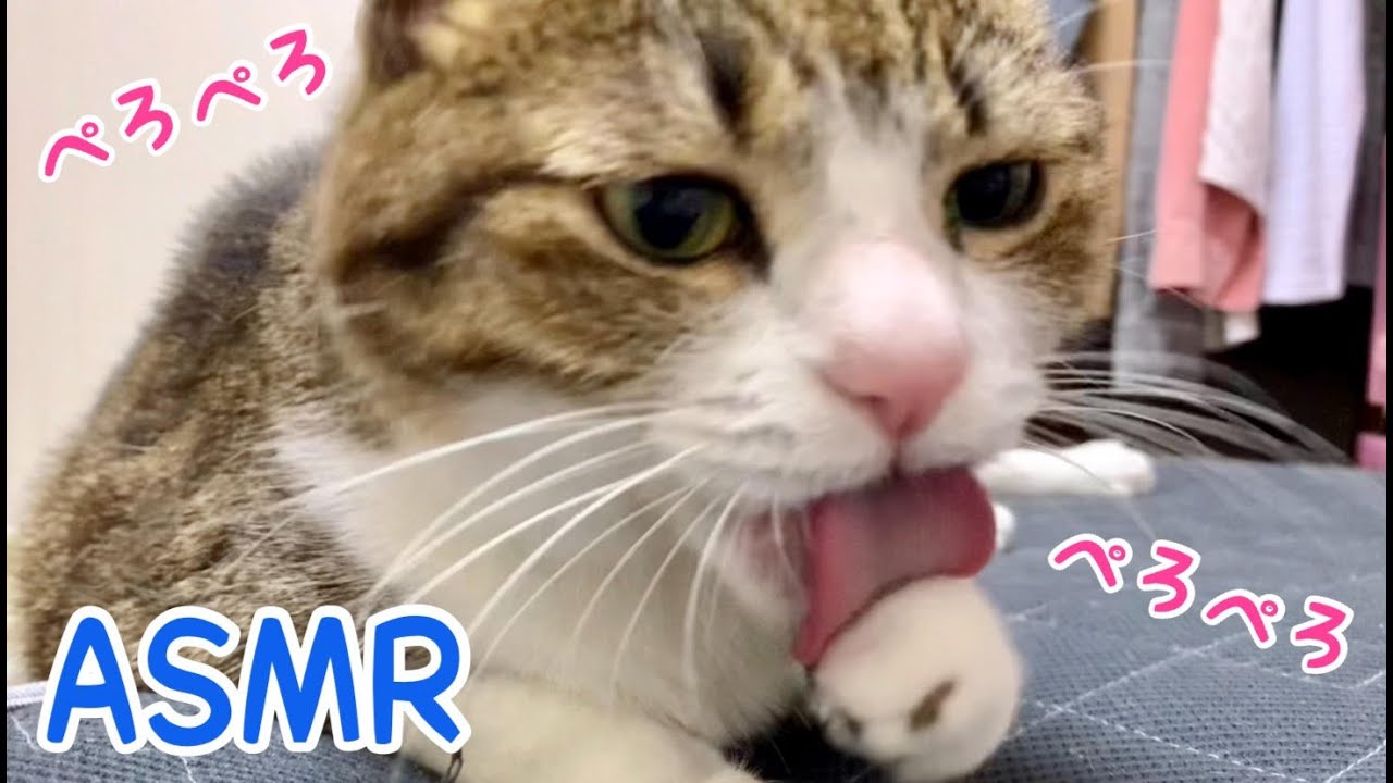 顔を洗い続ける猫【ASMR】vol.609 - YouTube