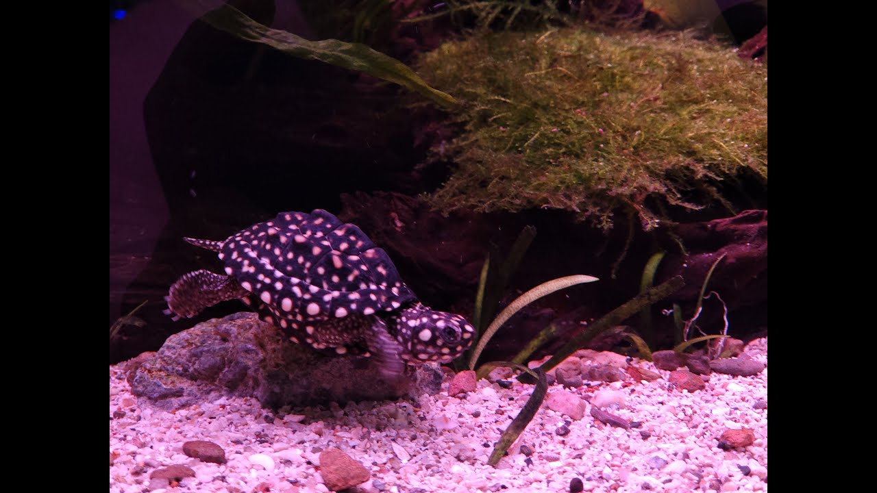 Bổ sung 2 em rùa siêu cute cho bể thủy sinh nature kết hợp cá cầu vồng ...