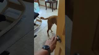 AKC Virtual Scent Work Beginner #2
