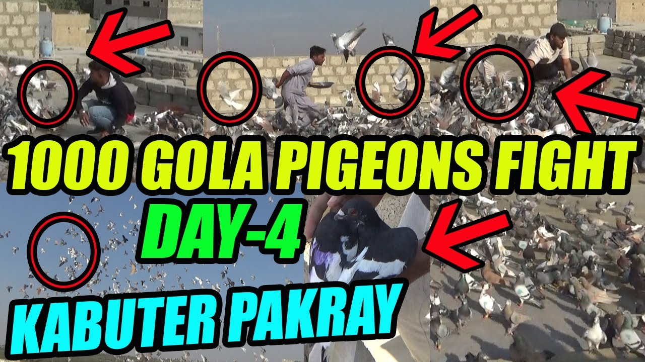 DAY-4 2 Kabuter Pakray 1000 Gola Pigeons Fight Haji Talib Sahab VS Najo Bhai Gola Kabooter Larraya