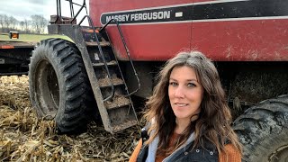 1st Time Running Combine! Massey Ferguson 9690