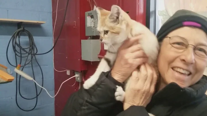 Sand Cat at Petting Zoo