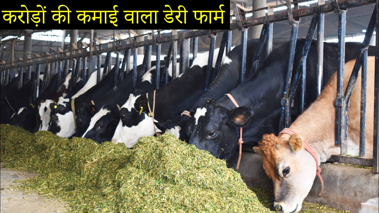 Tour of Modern Dairy Farm of India Gill Dairy Farm Moga 