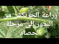 زراعة فاكهه الحرنكش او الطماطم الامريكيه من البذور إلى الحصاد الحرنكش Planting Of Physalis From A To 