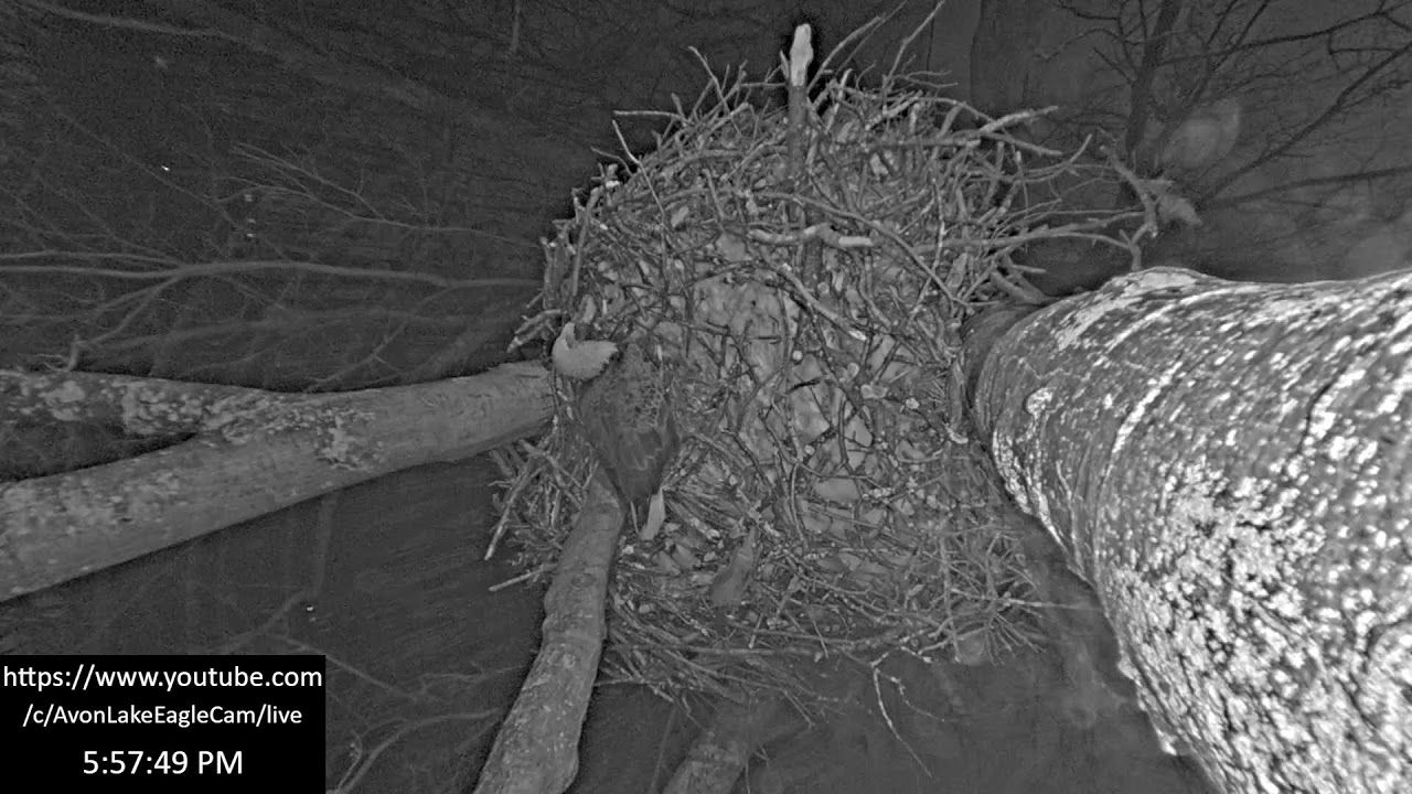 Avon Lake Eagle Cam 3