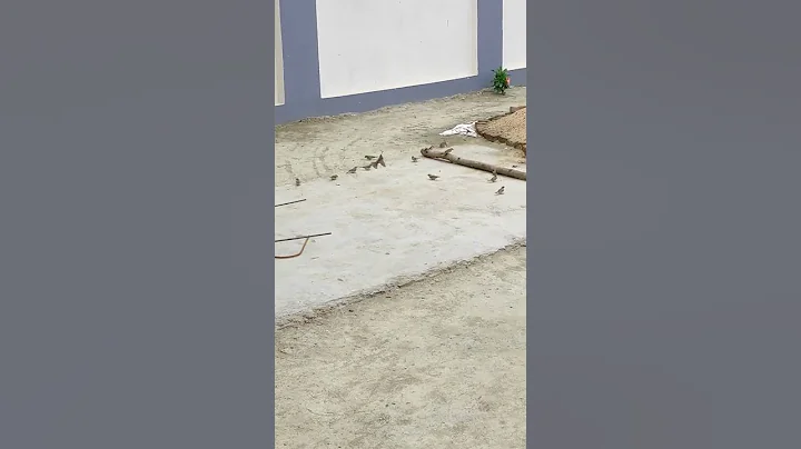 Ori chiraiya nanhi si chidiya angna me fir aaja re | #vlog #chiraiya #gauraiya #feedbirds #savebirds