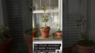 Euonymus topiary trio