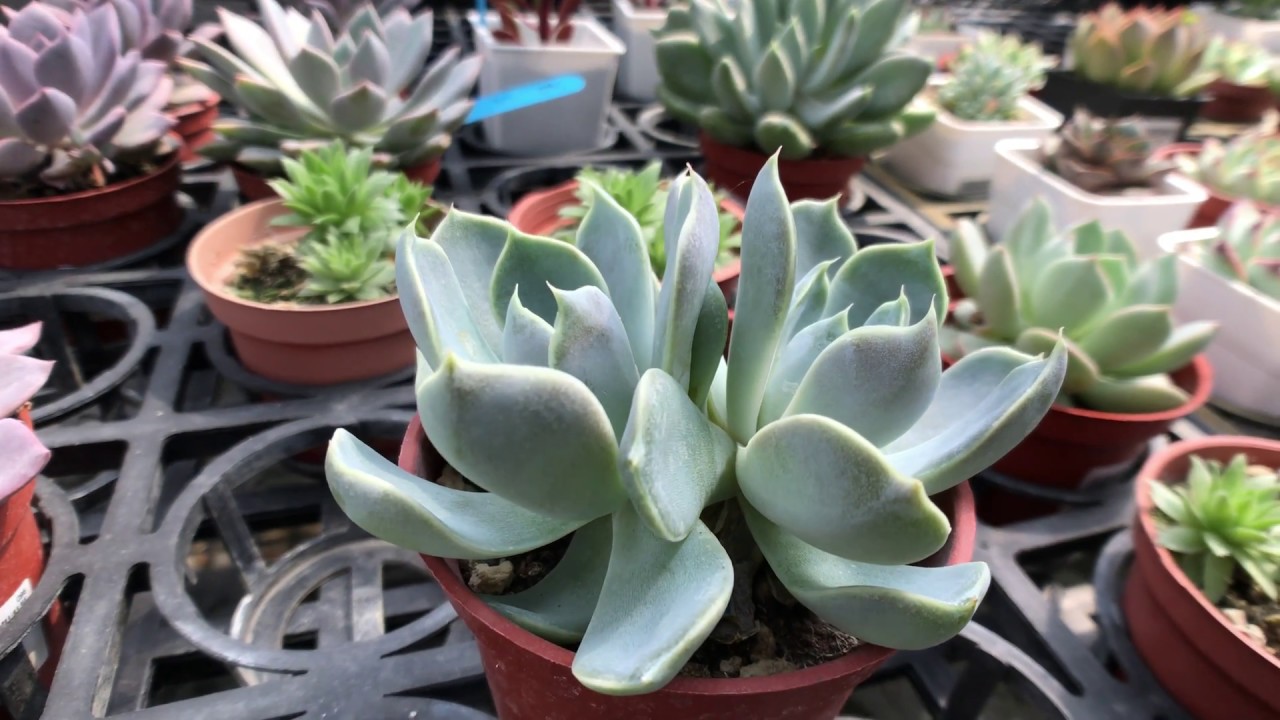 Echeveria 'Tynie Burger' 多肉植物圖鑑泰妮漢堡- YouTube