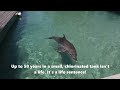 Dolphins in a theme park