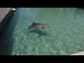 Dolphins in a theme park