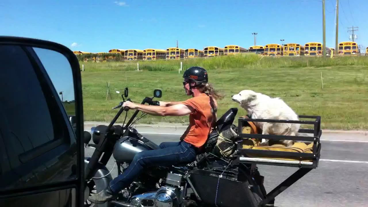 Dog riding on the back of Motorcycle on Highway - YouTube