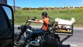 Dog Riding On The Back Of Motorcycle On Highway