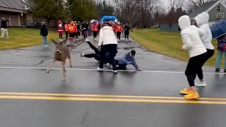 Video Of The Day Deer Crash Watertown, New York Turkey Trot