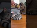 Pets Think We CUT Their Twin… 😳🎂 (Emotional Reactions)