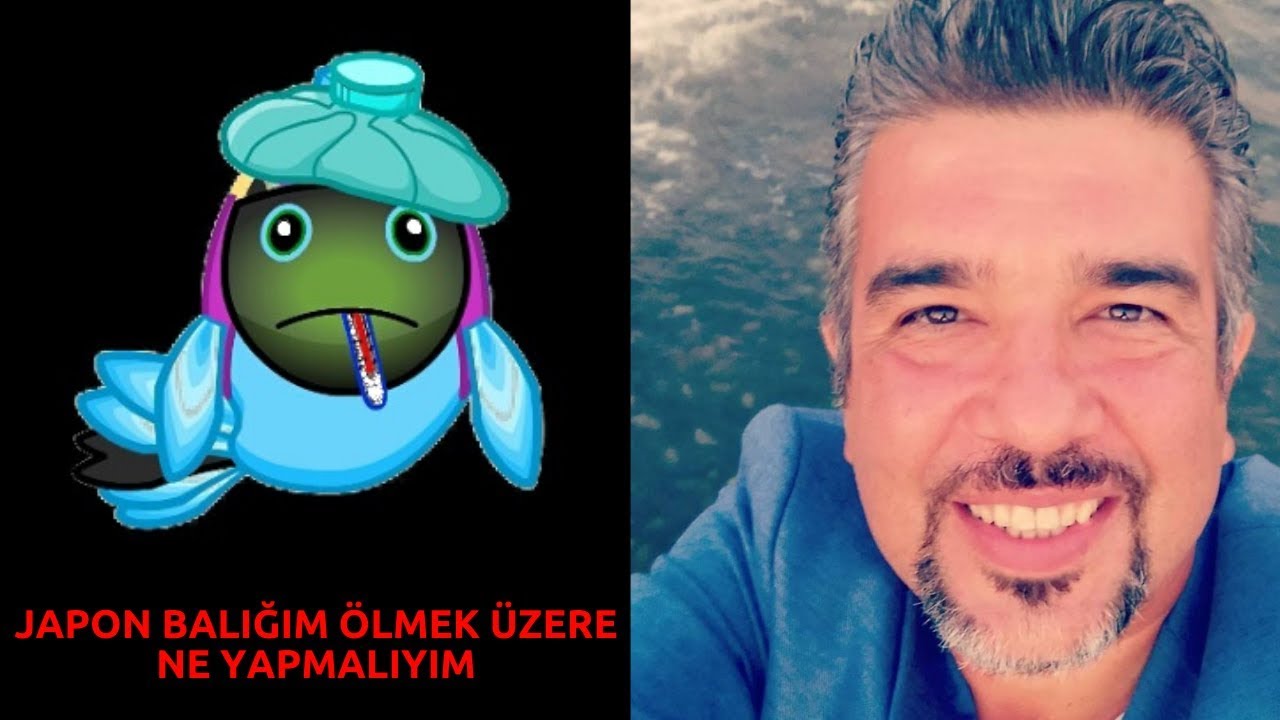 Japon Balığım Ölmek Üzere Ne Yapmalıyım? (Hastalıkları Nasıl Tedavi