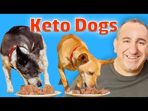 ketogenic-diet-for-dogs-with-cancer