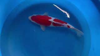 Miyaku Koi Farm - Himitsu