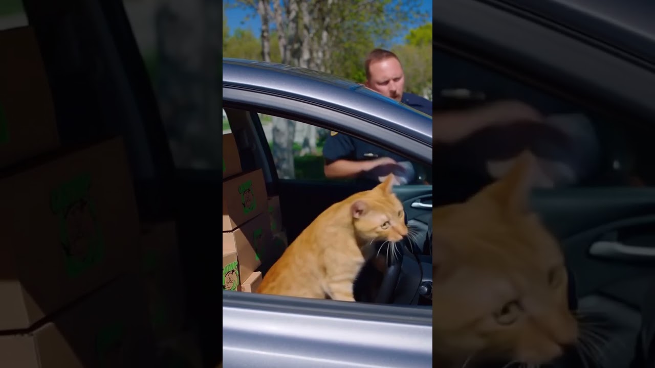 Police Stop Goes Wrong… Cat Hits the Gas 💀🚔🐱💨