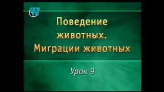Миграции животных. Урок 9. Миграция китов, тюленей, черепах