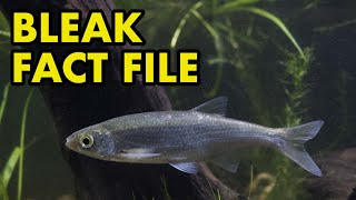 Bleak: Fact File (British Wildlife Facts)