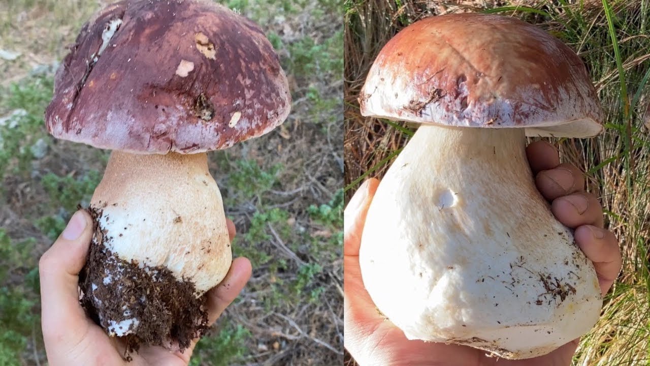 Boletus Pinophilus y Edulis entre pinos en octubre de 2023