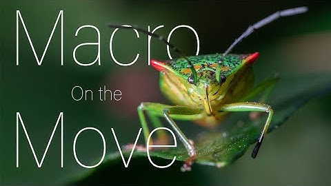 Macro photography: Quick, easy tips for better outdoor shots (lighting and composition ideas)