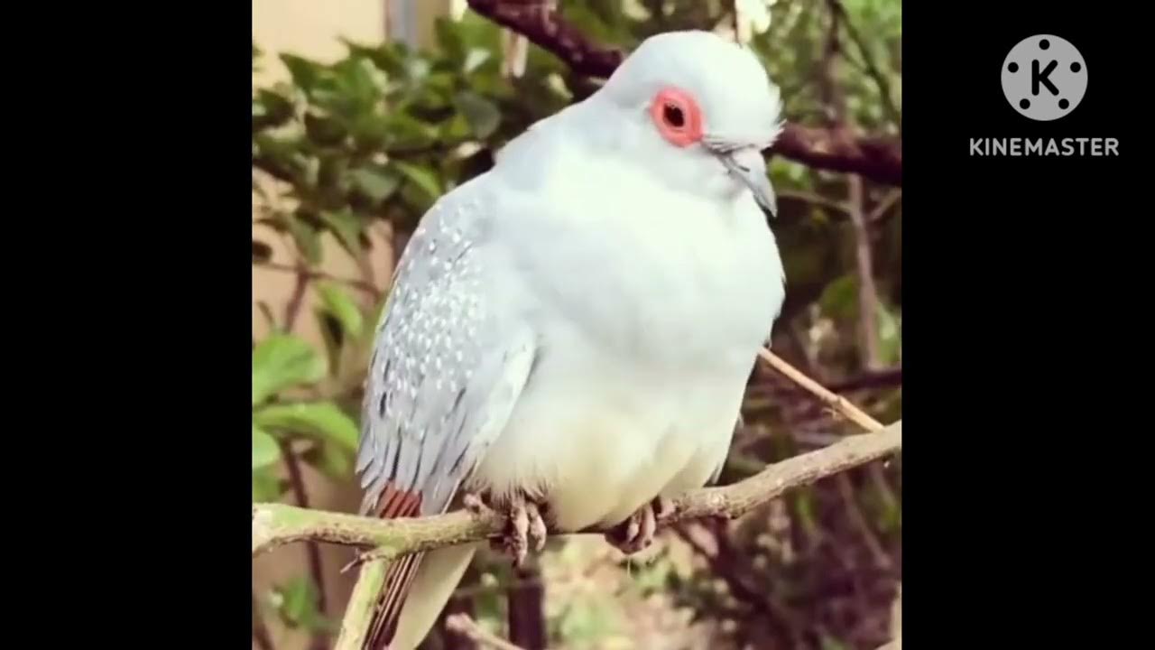 perkutut Australia nyanyi lagu Diamond Dove singing viral - YouTube