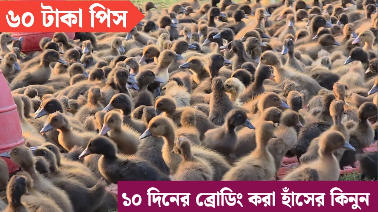 বাচ্চার ব্রোডিং সম্পর্কে জানুন।১০ দিন বয়সী হাঁসের বাচ্চা কিনুন পাইকারী দামে।আল-ফালাহ্ হাঁসের খামার।