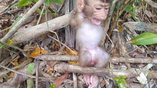  Menangis anak monyet prematur tak mau ditinggalkan ibunya