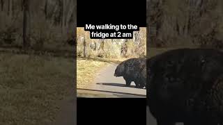 Walking to the Fridge at 2 in the Morning