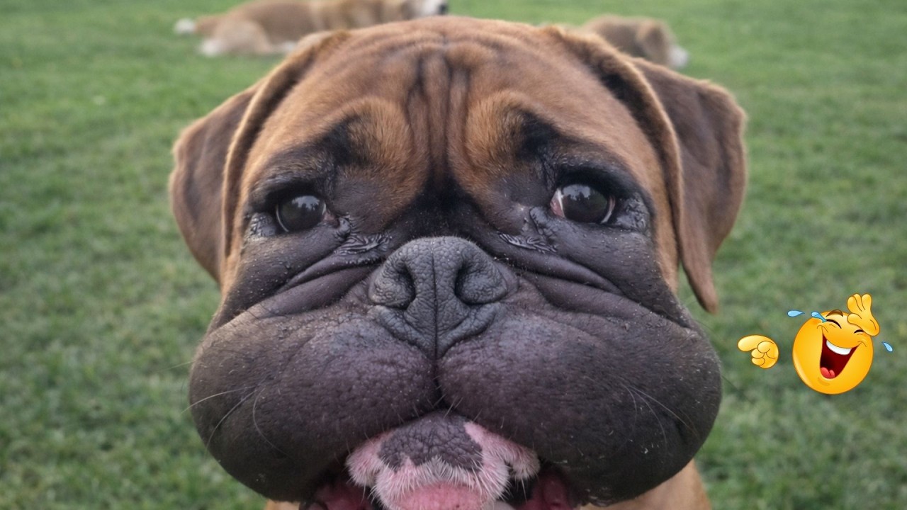 I Asked for a Dog… But Got a Full-Time Comedian Instead 😂🐶 Funniest Dog Moments Ever