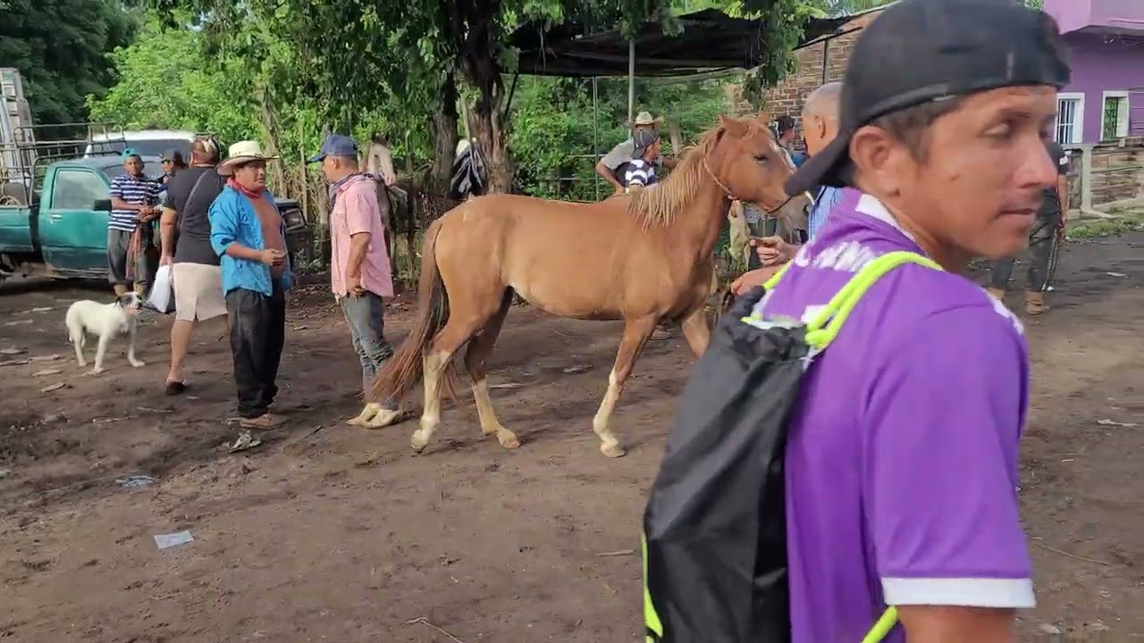 Caballos y Potrancas en El Salvador 22/08/2023