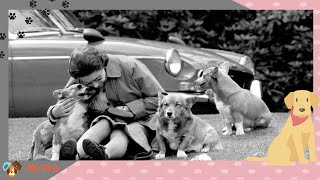 Do you know about Queen Elizabeth II Pets? and her role to rescue them! by My Pets 669 views 1 year ago 2 minutes, 34 seconds