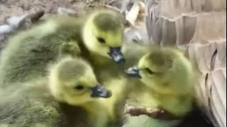Decorah Goose Cam~Three  Goslings  Hatched-Siblings Get to Know Each Other on Eagle Nest 2B _4/23/24 by chickiedee64 437 views 2 weeks ago 7 minutes, 58 seconds