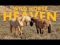 Go Here to See TONS of Wild Horses! (SUV Camping/Vanlife Adventures)