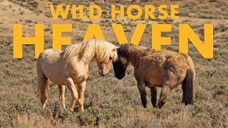 Go Here to See TONS of Wild Horses! (SUV Camping/Vanlife Adventures)