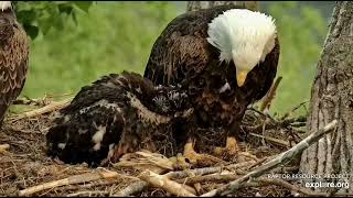 Decorah Eagles 5-17-23, 6 am HD delivers Fish #1, HM comes to feed DH2, HD brings nesting
