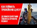 Как поймать большую щуку: советы по ловле на крупную резину!