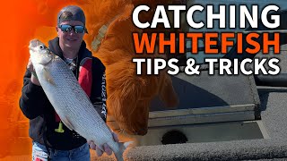 How To Catch Lake Whitefish - Summer & Winter ft. Jack