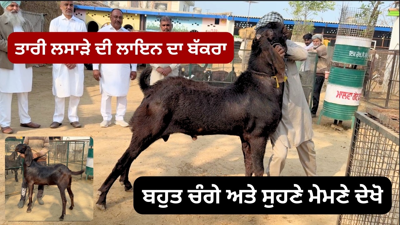 ਤਾਰੀ ਵਾਲੇ ਲਾਇਨ ਦਾ ਬੱਕਰਾ,,ਬਹੁਤ ਚੰਗੇ ਅਤੇ ਸੁਹਣੇ ਮੇਮਣੇ ਦੇਖੋ