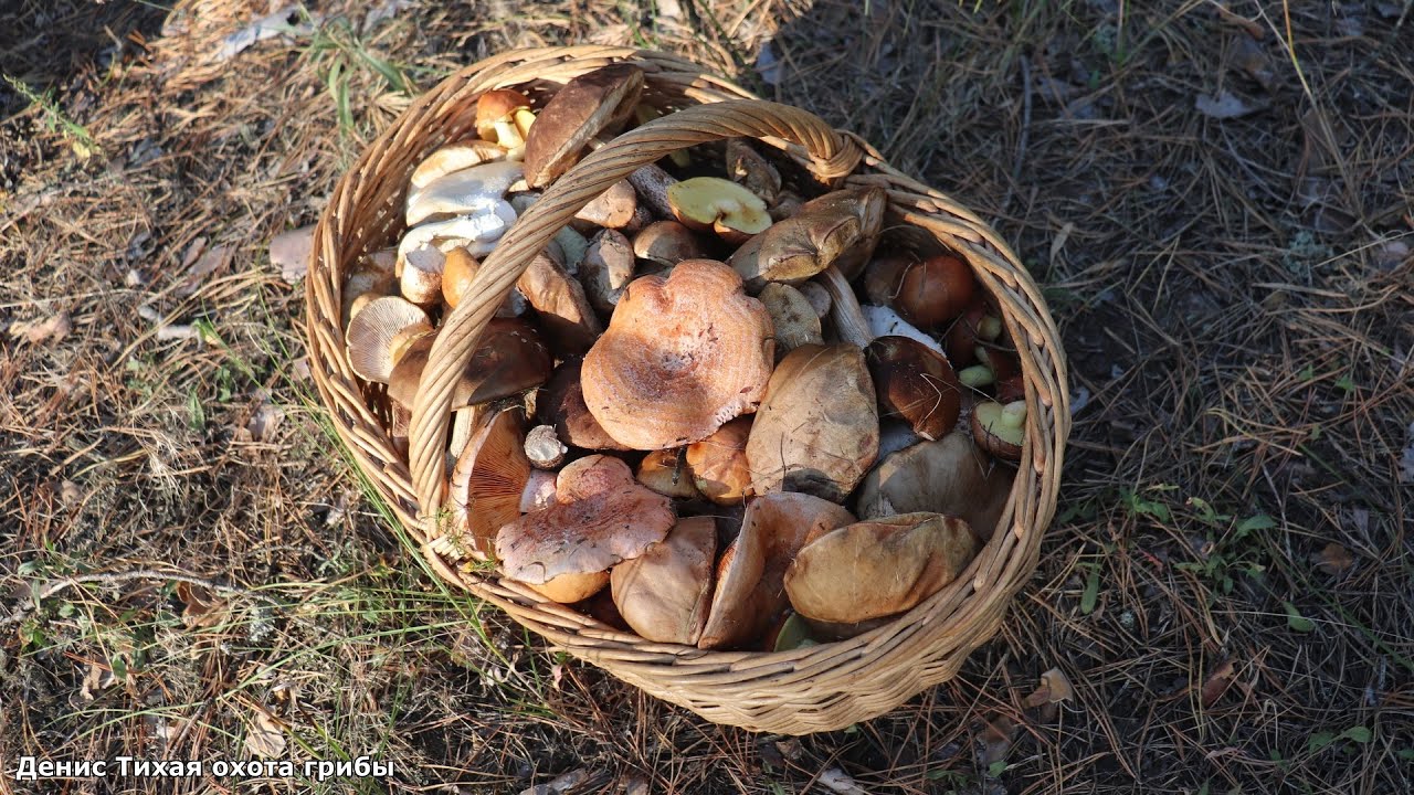Боровик сетчатый, подберёзовики и другие грибы в Хреновском бору