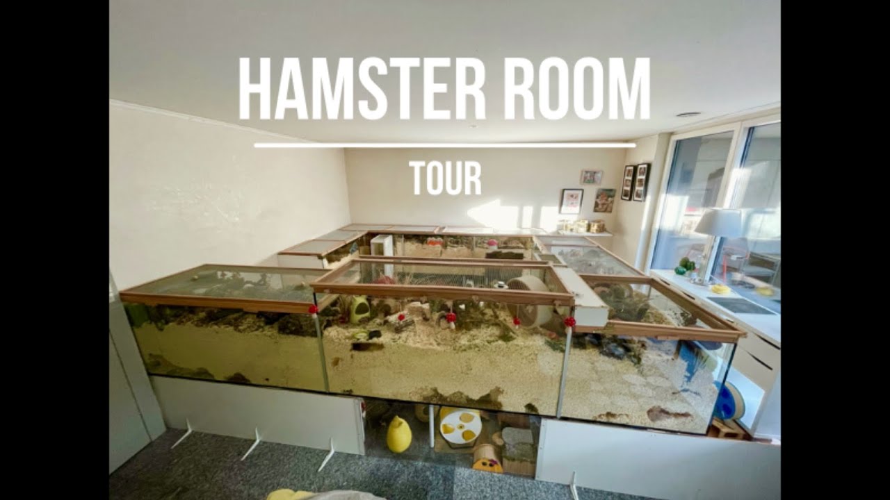 Hamster Room Tour YouTube