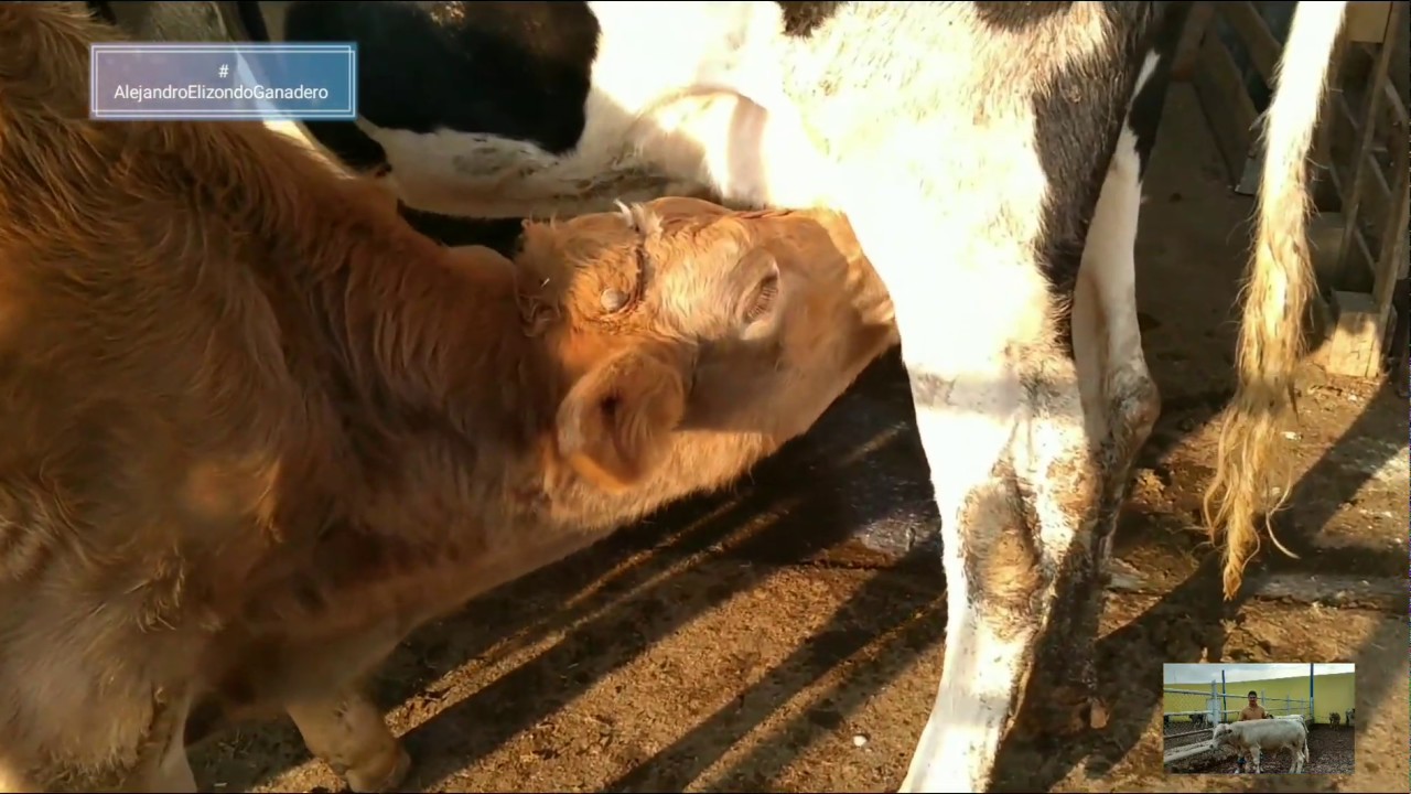 La mejor edad para el destete