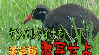 【天然記念物】ヤンバルクイナを激写せよ【リベンジ後半】