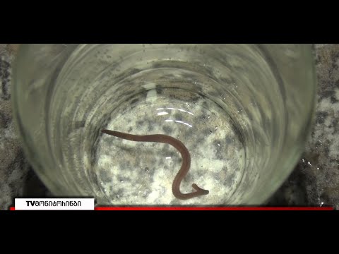 მატლები სასმელ წყალში და კადრები, რომელიც ტვ მონიტორინგმა გორის მუნიციპალიტეტში გადაიღო